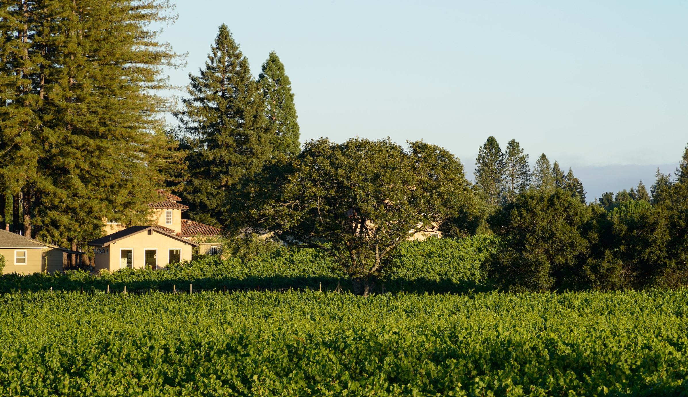 Image showcasing Art & Wine Tour Package – Collector Wine Tours